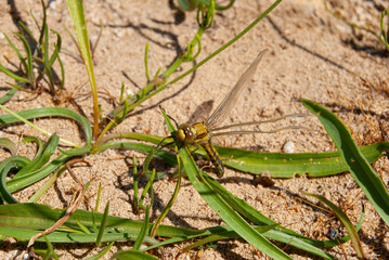 Nature contrast showing a lively dragonfly on green leaves against arid lakebed soil.