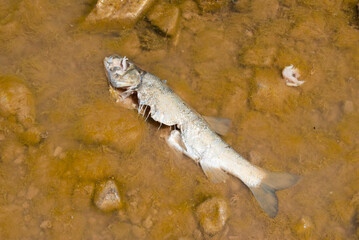 Environmental issue shown by a dead fish floating in contaminated shallow water.