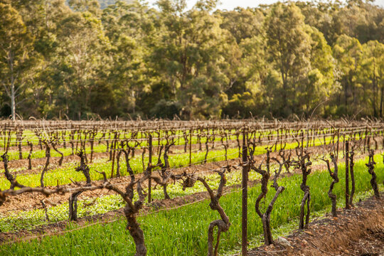 Vines in a vineyard in winter
