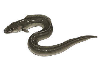 Vector watercolor illustration / 水彩テイストのうなぎ・丑の日イラスト