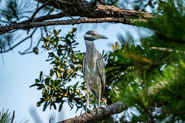 Night Heron on a branch