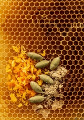 黄金色の蜂の巣 スパイス香る柑橘ピールと種子