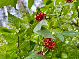 a deciduous woody plant known for its red fruits. High quality photo
