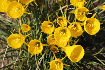 日本の春の公園に咲く黄色いスイセン（Narcissus bulbocodium）の花