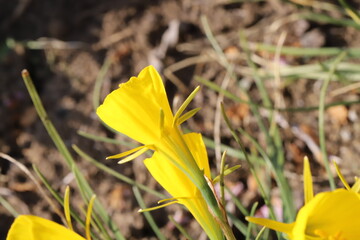 日本の春の公園に咲く黄色いスイセン（Narcissus bulbocodium）の花
