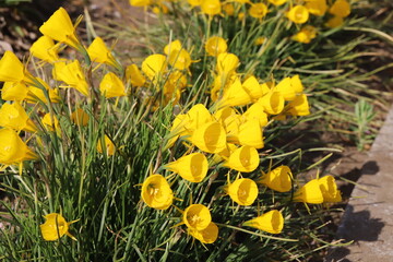 日本の春の公園に咲く黄色いスイセン（Narcissus bulbocodium）の花