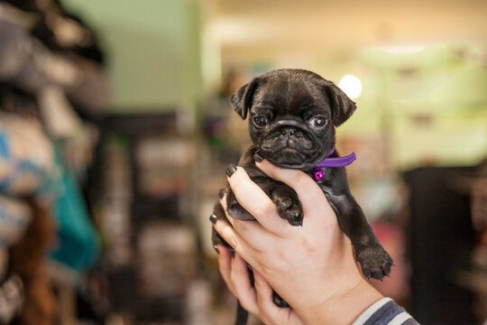 Holding a pug puppy