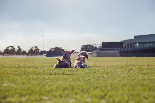 Two dogs stretching in a park