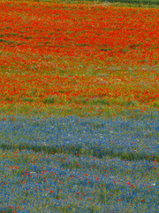 Field with Poppies and Cornflowers