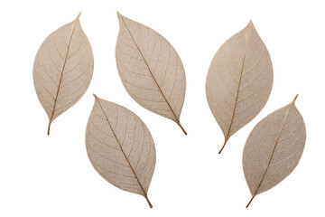 Delicate leaf skeletons isolated on a transparent background, autumnal mood