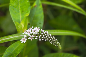 初夏の野山　オカトラノオの白い小さな花01