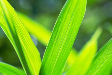 夏の太陽光が透過して美しい緑色の葉01