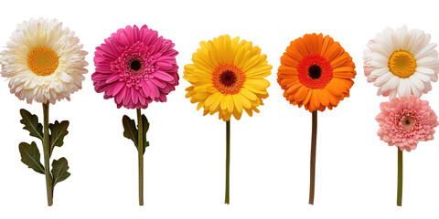 Five colorful gerbera daisies in various shades
