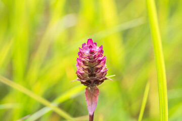 初夏の野山　ウツボグサの花穂01