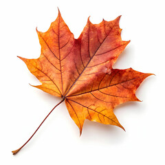 Fototapeta premium A dried autumn maple leaf showcasing warm hues and natural texture; perfect for seasonal decor,