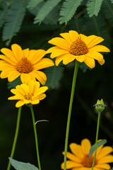 Bright yellow flowers of Heliopsis helianthoides blooming in summer garden.