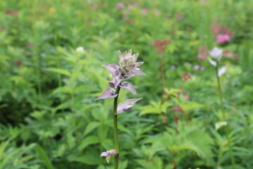 白馬 小遠見山の風景。白馬五竜高山植物園。オオバギボウシ.

