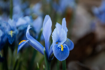 Snow iris is blooming and showing off it's vivid blue and orange colors in early spring in Czech...
