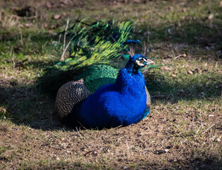 Beautiful male peacock is showing off his bright  blue, green colors, by opening his  train of...