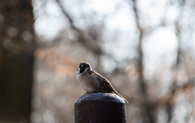 House sparrow (passer domesticus) is sitting against the bright light blurred background, that is...