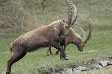 Wild Alpine Ibex Leaping Over a Ditch in Pontresina, Grisons, Swiss Alps, steinbock