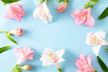 Flat lay of pink and white alstroemeria blossoms arranged in a frame on pastel blue paper. Ideal for greeting cards. Floral frame