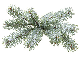 Frosty pine branch with snow isolated on transparent background