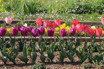 日本の春の公園に咲く赤やピンクや黄色のチューリップの花