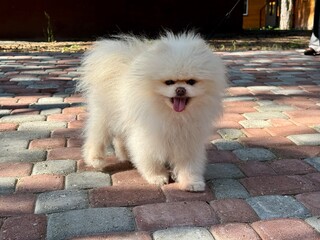 Happy white spitz. High quality photo