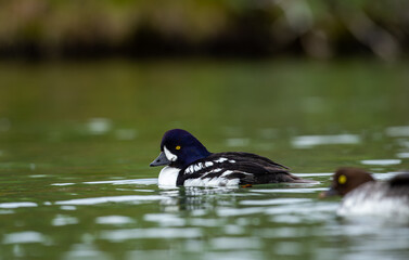 Goldeneye (Bucephala clangula) is a medium-sized marine duck species from the Anatidae family. Its close relative is Bucephala islandica. Its Turkish name is; golden eye