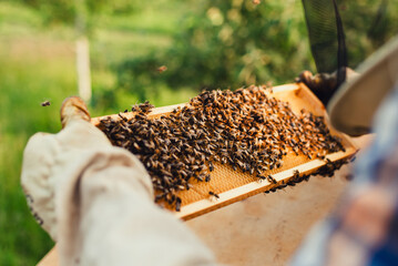 Beekeeper holding frame with honeycomb with honey and bees close-up. Beekeeping