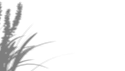 Shadow overlay effects of realistic plants and leaves  isolated on transparent background