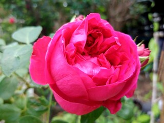 Heart Throb rose in full bloom with deep pink petals and garden background