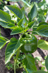 Green bell pepper growing on plant in vegetable garden on sunny day.