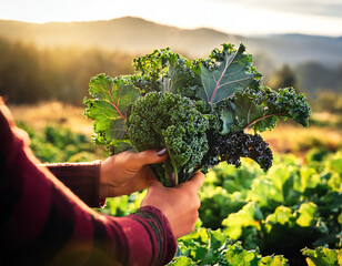 Harvesting kale in a garden, showing the fresh, organic leaves