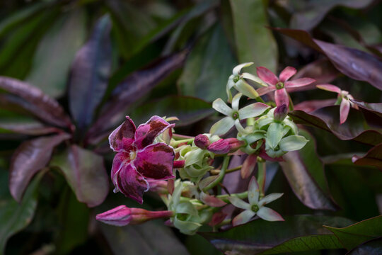 Purple flower of Pong Pong Red or Cerbera Odollam Rubra bloom on tree in the garden on blur nature background.