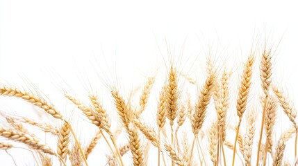 Beautiful Wheat Stalks on a Clean White Background