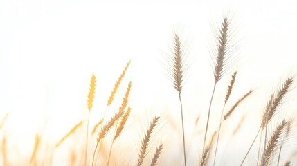 Close up of a beautiful isolated wheat plant on pure white