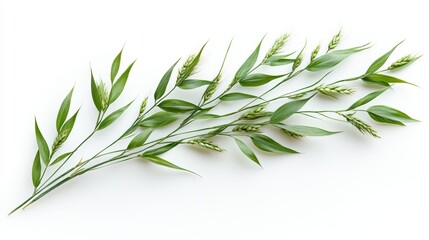 Fototapeta premium Isolated Realistic Wheat Plant on a Pure White Background