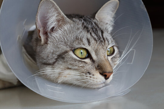 young american shorthair cat in veterinary plastic cone or E-Collar (Elizabethan Collar) in the head at recovery after surgery. animal healthcare and pet concept
