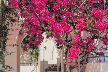 Lush bougainvillea in cozy courtyard in Santorini. Traditional bright pink flowers in Cycladic style