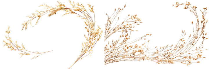 Set of curved dried wild grass branches isolated on transparent background

