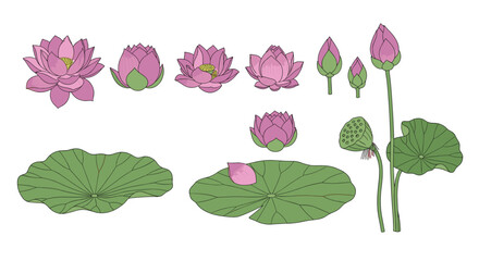 Beautiful collection of pink lotus flowers and lily pads for artistic designs