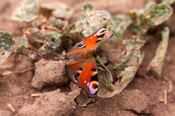 Close-Up of European Peacock Butterfly Sitting on Ground with Dried Leaves and Brown Earth Background