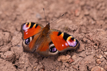 Beautiful Aglais io Butterfly on Soil and Foliage in Late Summer, Captured in Sharp Detail Macro Photography