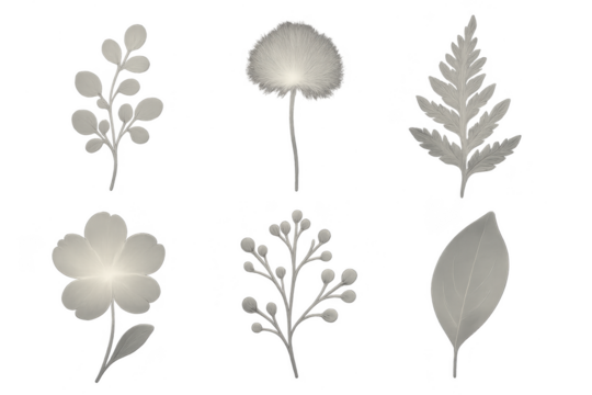 Set of grey floral elements isolated on transparent backdrop, botanical design