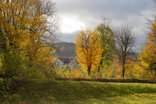 Vibrant Orange and Golden Autumn Leaves