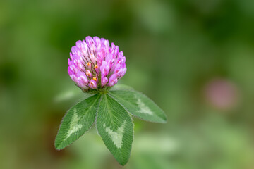 Close-up of a red clover (Trifolium pratense) flower with its characteristic leaves against a soft, natural green background. 