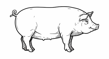 Detailed Black and White Line Art Illustration of a Pig Standing Profile