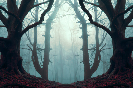 A mysterious mirror image of a spooky forest on a eerie foggy winters day